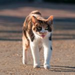 【将棋ウォーズ】２週目 意識的に居飛車を指してみる