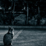 【雑記】将棋の棋力（段級位)の伝え方について考えてみた【徒然】