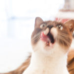 【将棋ウォーズ】5周目 目標の初段へ到達！次は二段へ